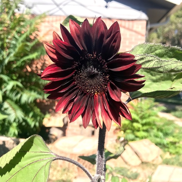 roguesunflower